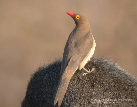Pretty Red-billed oxpecker