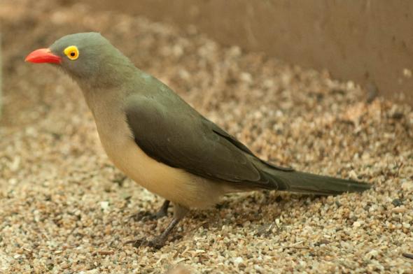Pretty Red-billed oxpecker