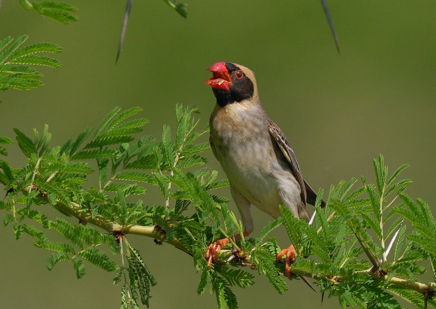 Pretty Red-billed quelea