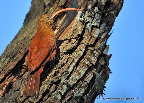Pretty Red-billed scythebill