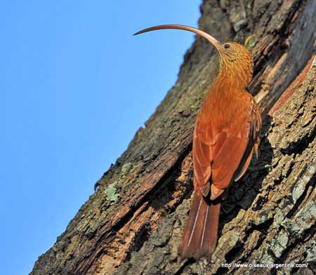 Pretty Red-billed scythebill