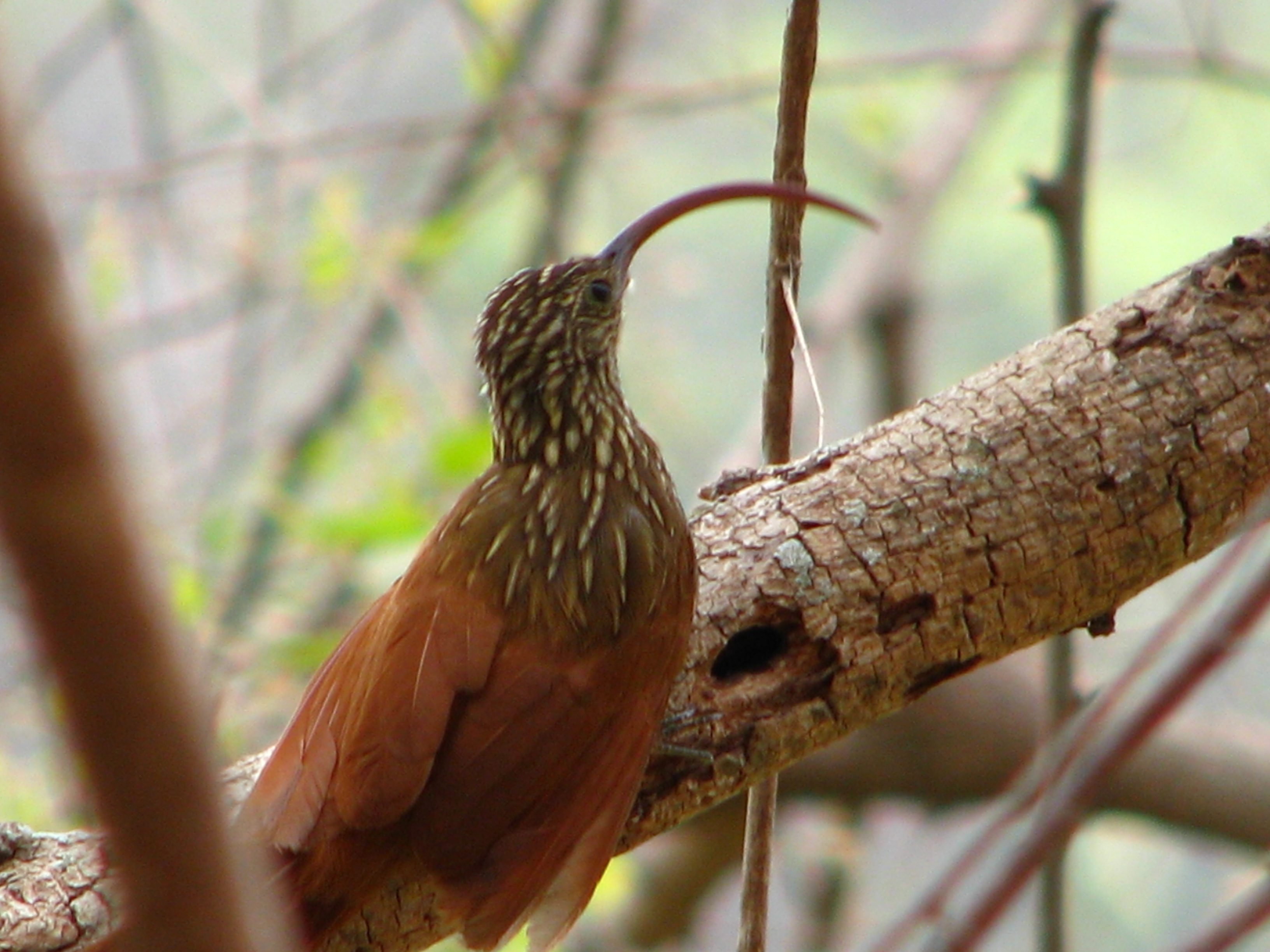 Pretty Red-billed scythebill