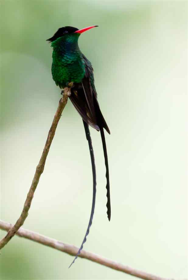 Pretty Red-billed streamertail