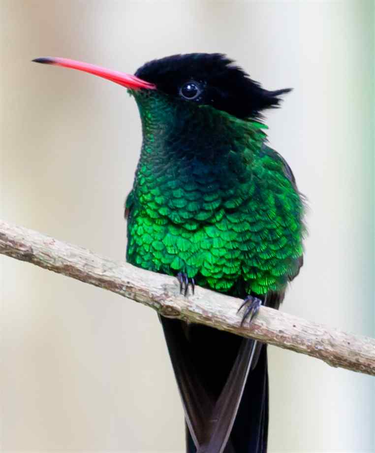 Pretty Red-billed streamertail
