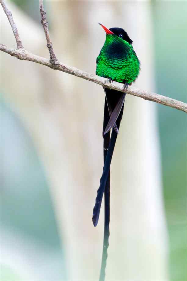 Pretty Red-billed streamertail