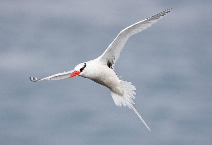 Red-billed tropicbird