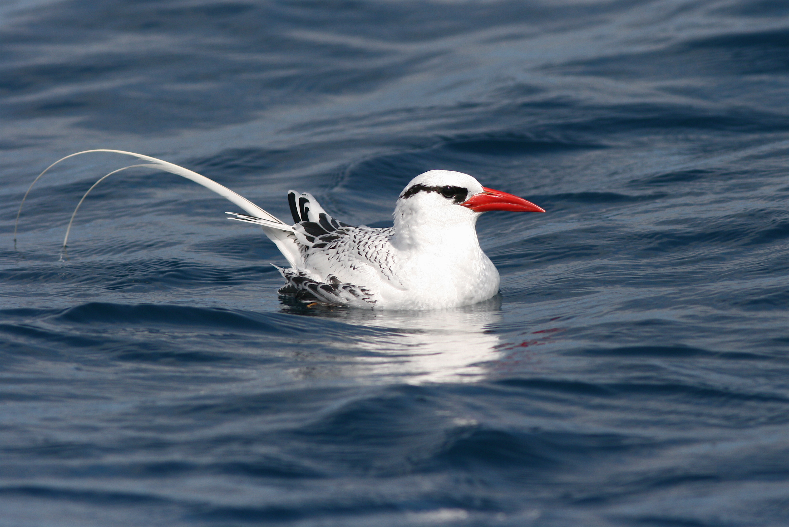 Pretty Red-billed tropicbird