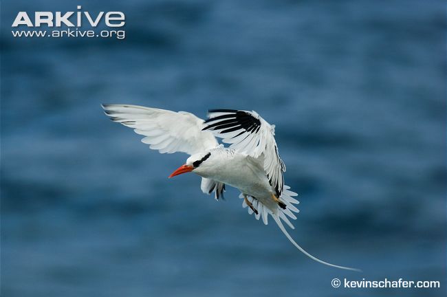 Pretty Red-billed tropicbird