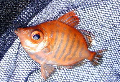 Pretty Red boarfish