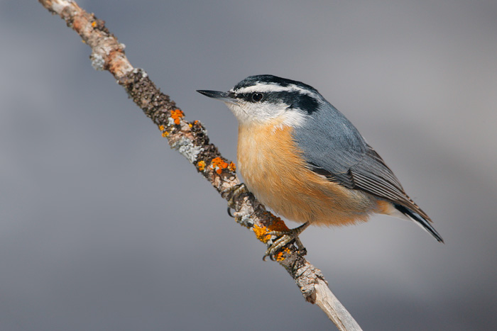 Red-breasted nuthatch