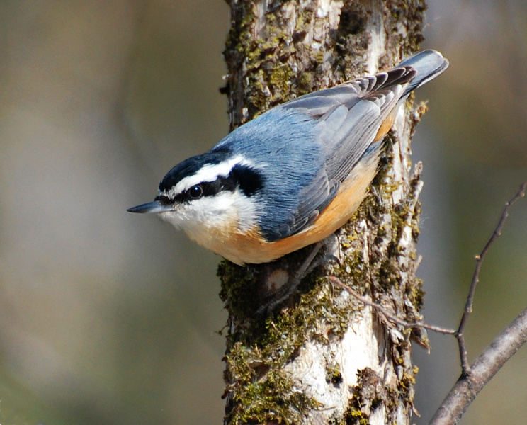 Pretty Red-breasted nuthatch