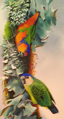 Pretty Red-breasted pygmy parrot