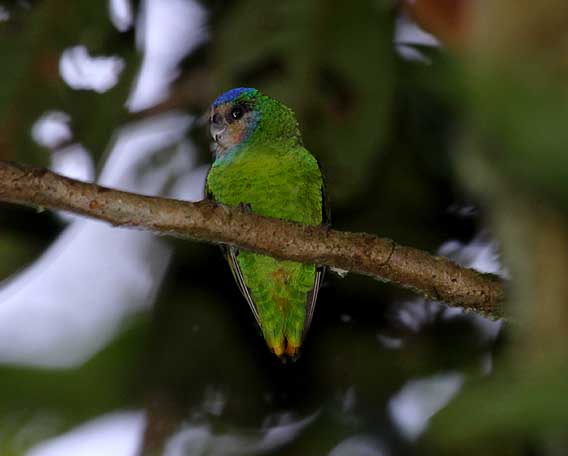Pretty Red-breasted pygmy parrot
