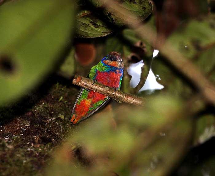 Pretty Red-breasted pygmy parrot