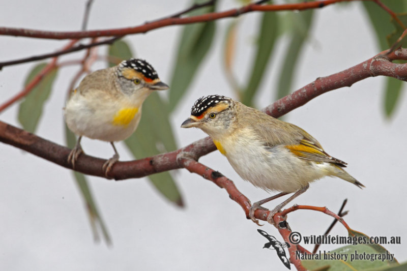 Red-browed pardalote
