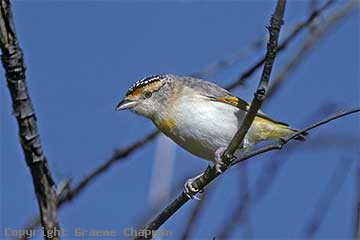 Pretty Red-browed pardalote