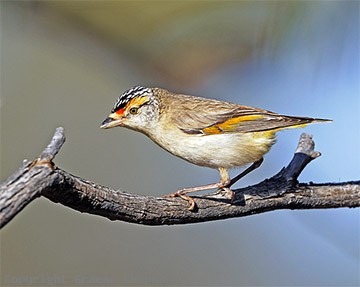 Pretty Red-browed pardalote