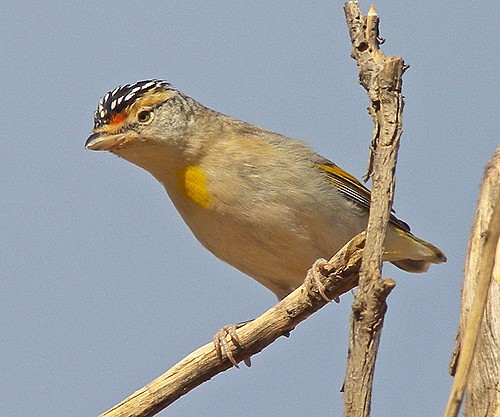 Pretty Red-browed pardalote