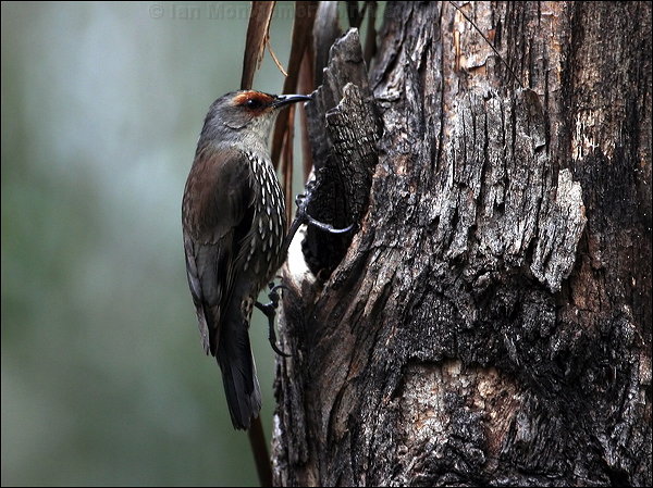 Red-browed treecreeper