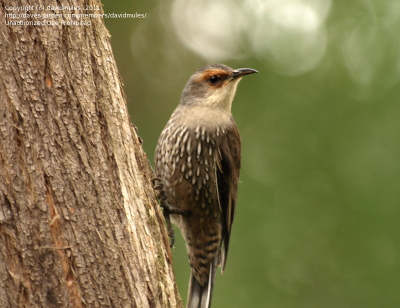 Pretty Red-browed treecreeper