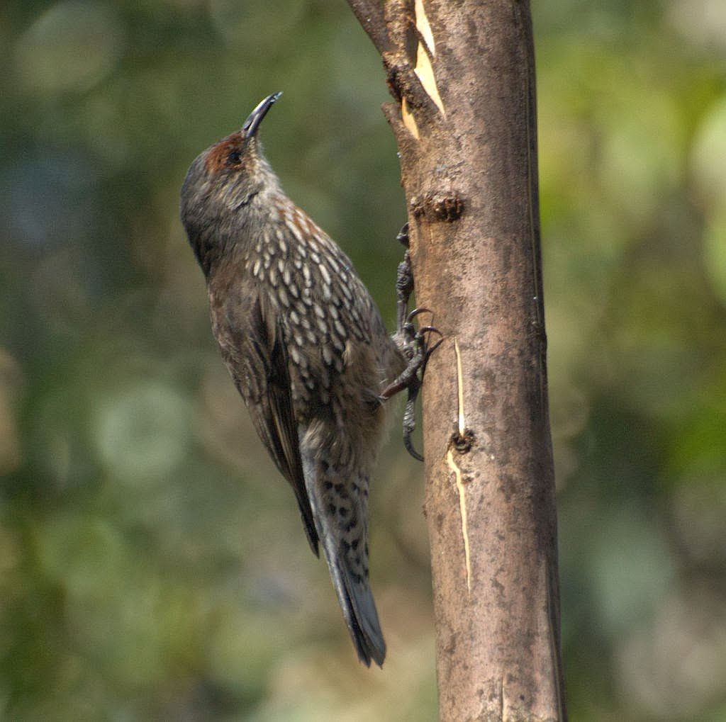 Pretty Red-browed treecreeper