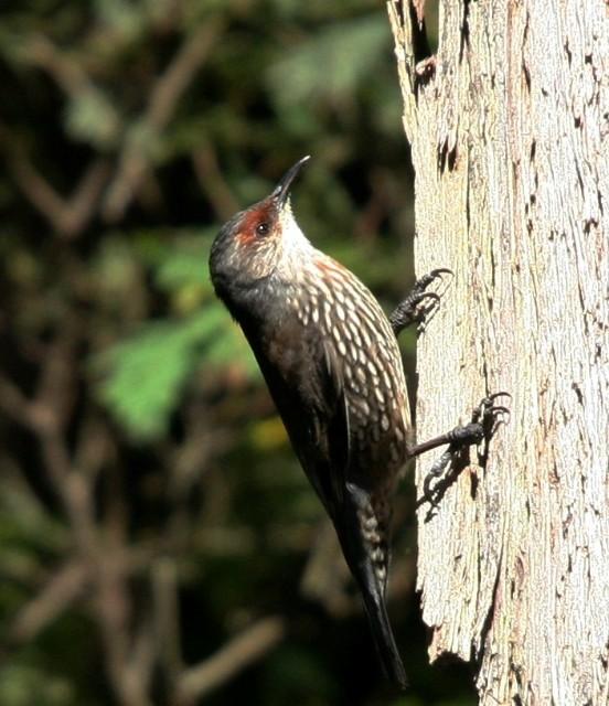 Pretty Red-browed treecreeper