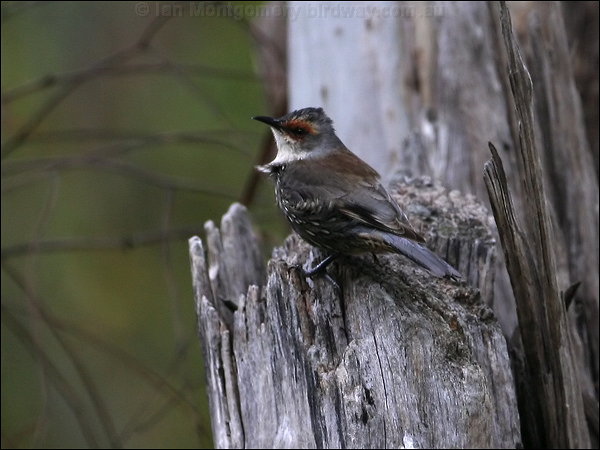 Pretty Red-browed treecreeper