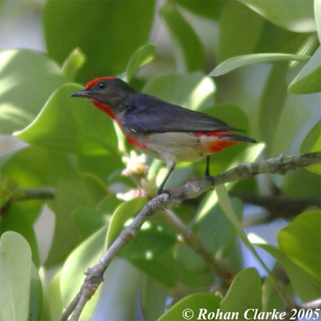 Red-capped flowerpecker