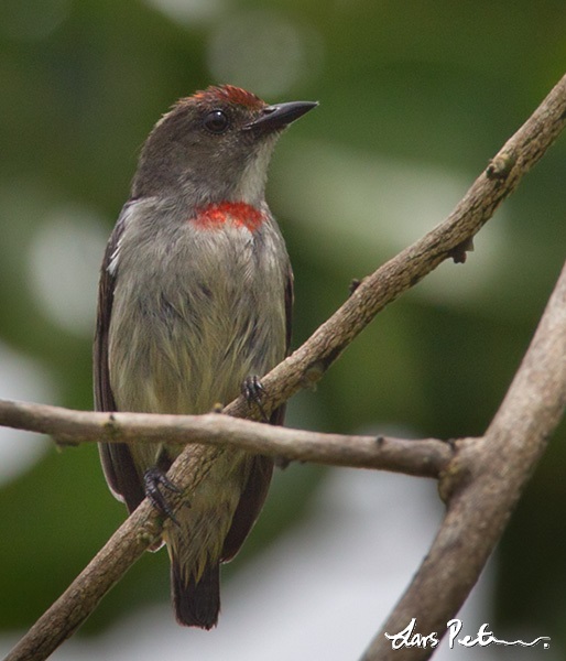 Pretty Red-capped flowerpecker