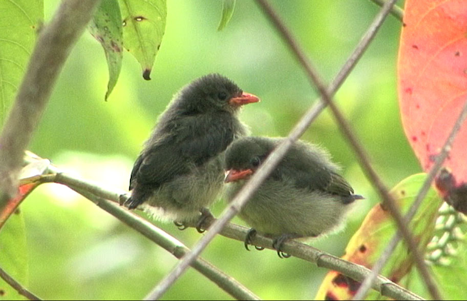 Pretty Red-capped flowerpecker