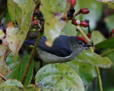 Pretty Red-capped flowerpecker