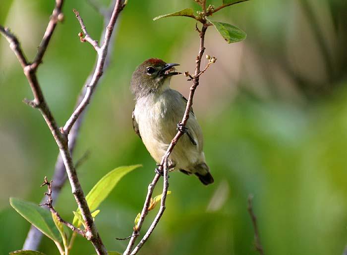 Pretty Red-capped flowerpecker