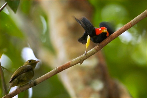 Red-capped manakin