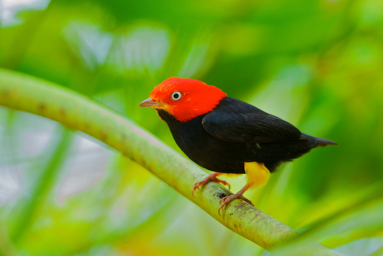 Pretty Red-capped manakin