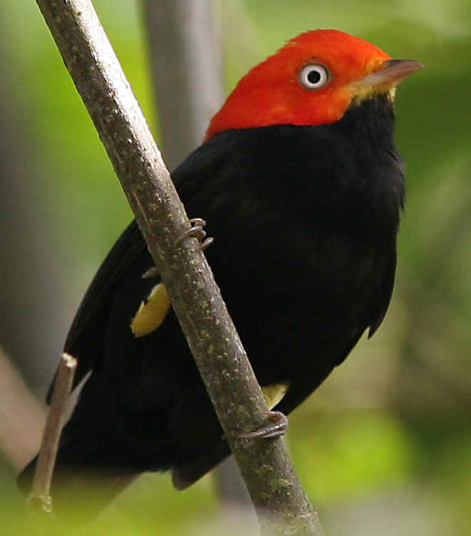 Pretty Red-capped manakin