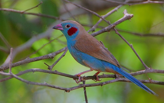Red-cheeked cordon-bleu