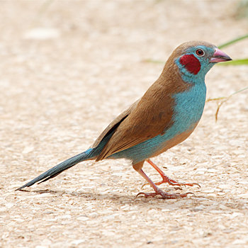 Pretty Red-cheeked cordon-bleu
