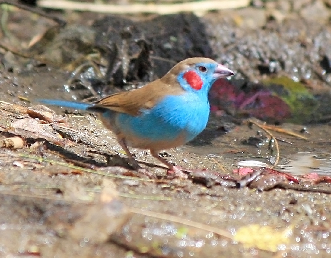 Pretty Red-cheeked cordon-bleu