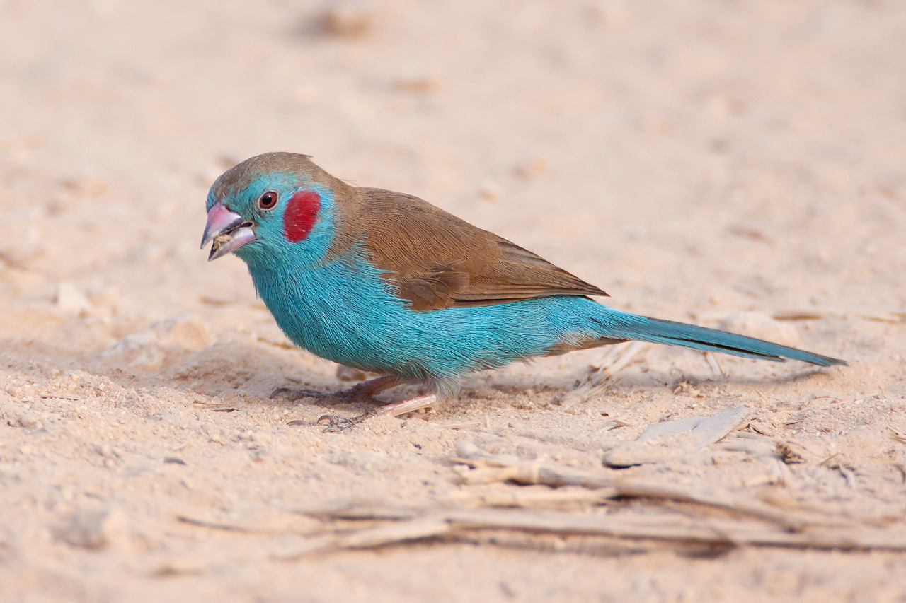 Pretty Red-cheeked cordon-bleu