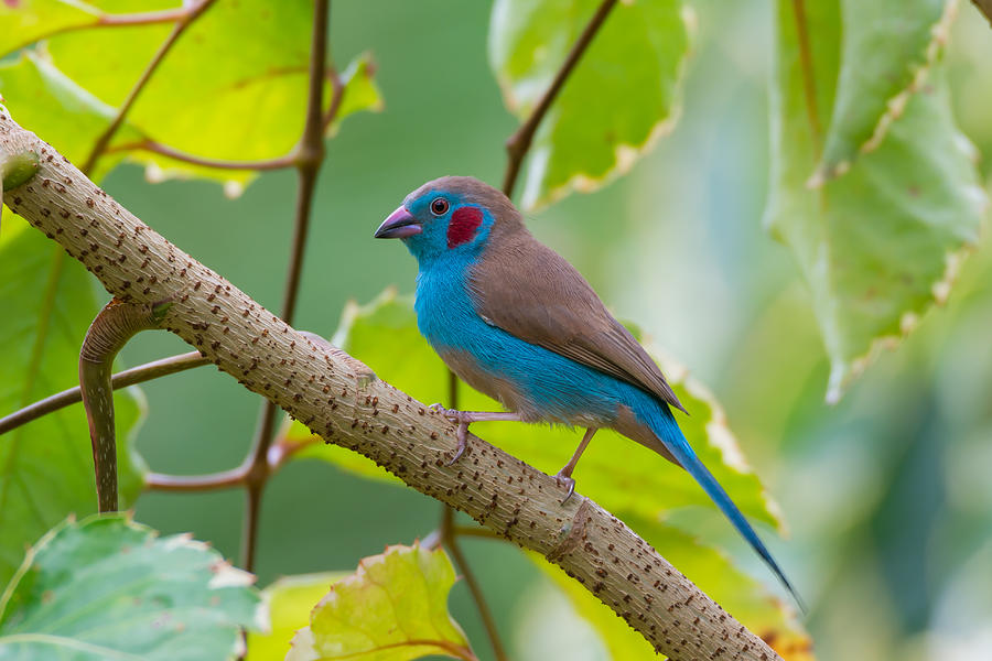 Pretty Red-cheeked cordon-bleu