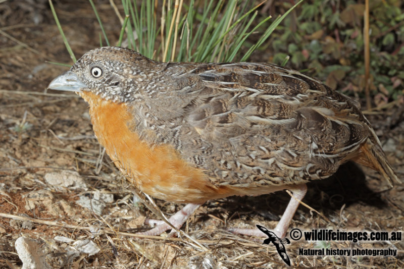 Pretty Red-chested buttonquail