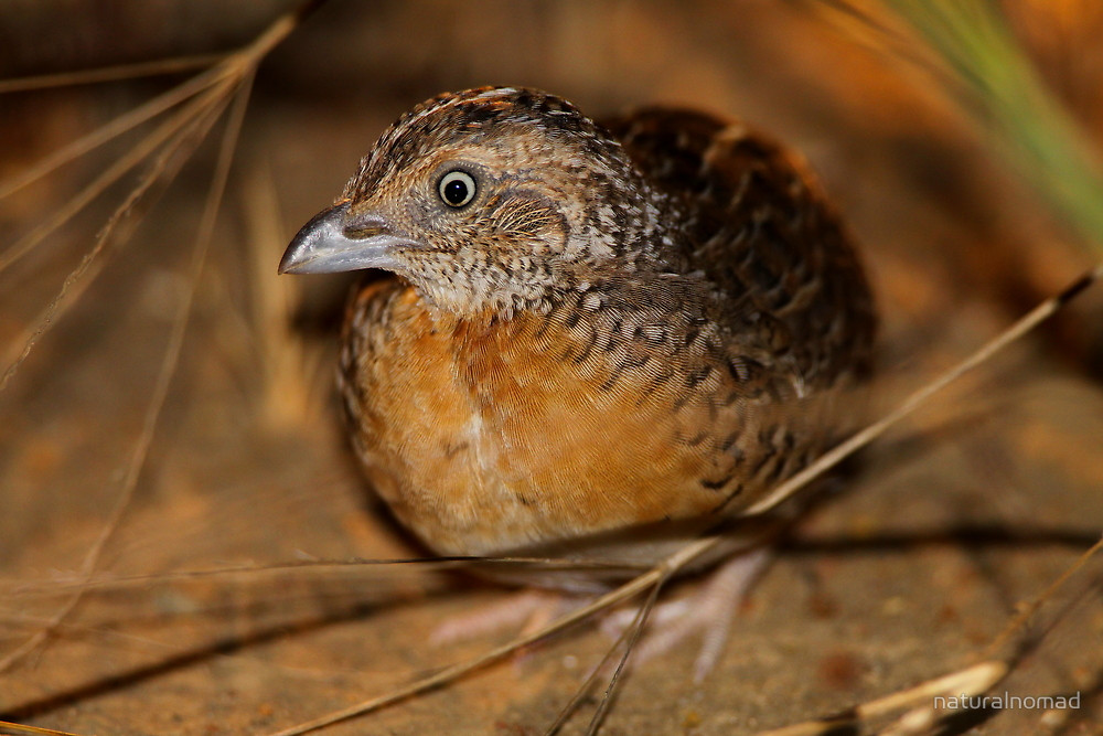 Pretty Red-chested buttonquail