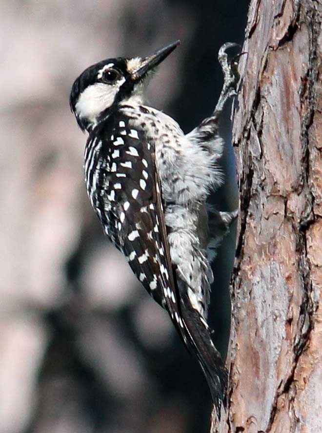 Red-cockaded woodpecker