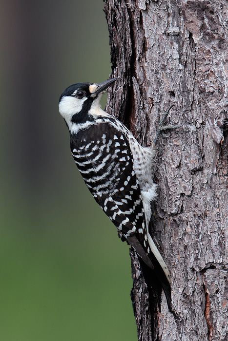 Pretty Red-cockaded woodpecker