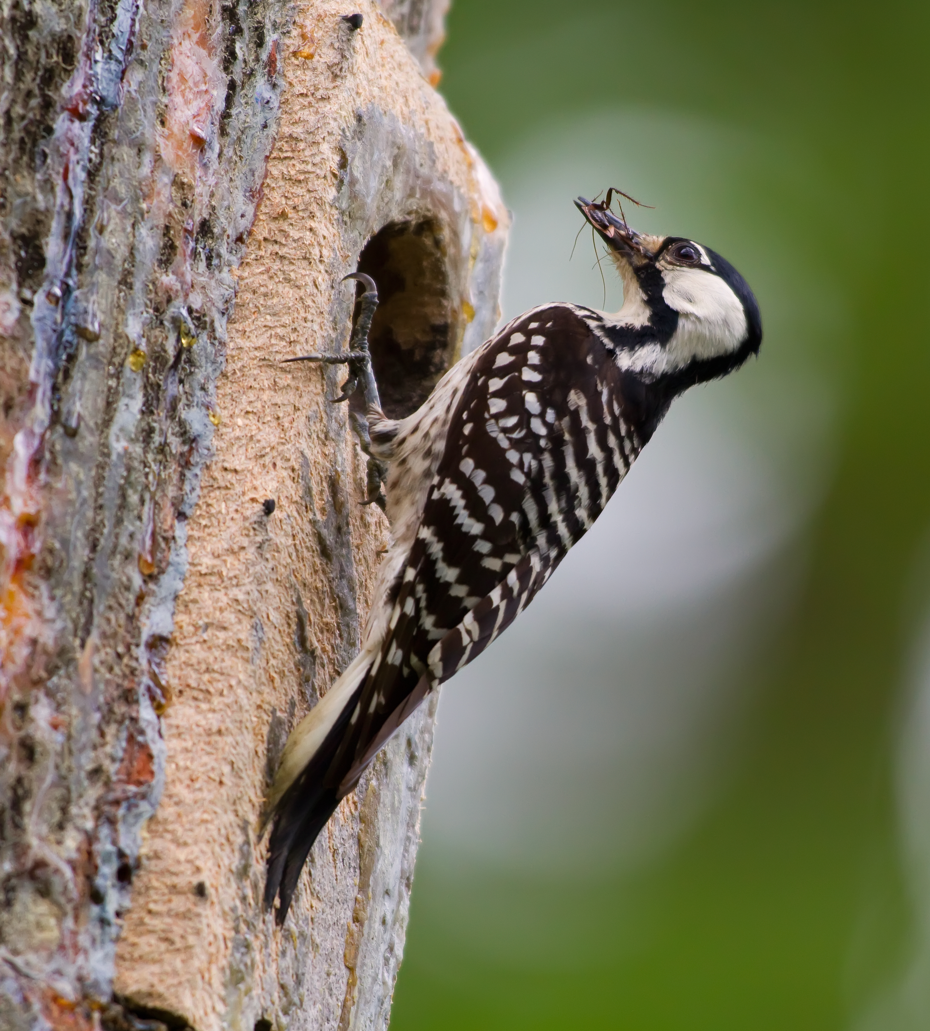 Pretty Red-cockaded woodpecker