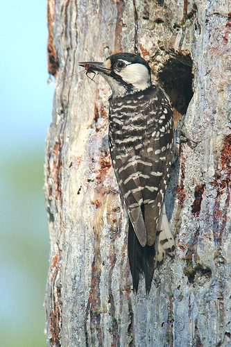 Pretty Red-cockaded woodpecker