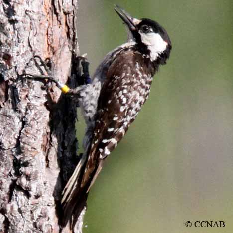 Pretty Red-cockaded woodpecker