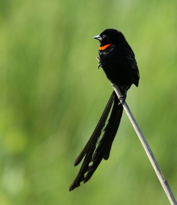 Pretty Red-collared widow-bird