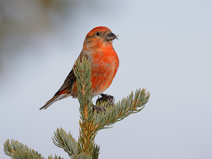 Red crossbill