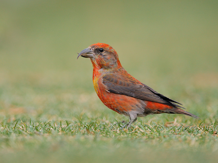 Pretty Red crossbill